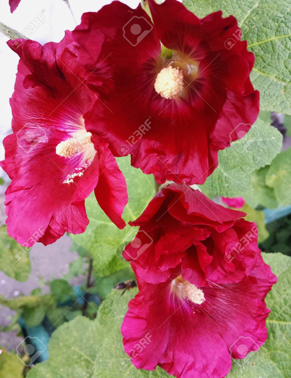 Fleur De Rose Trémière Rouge Sur Une Journée Dété Ensoleillée