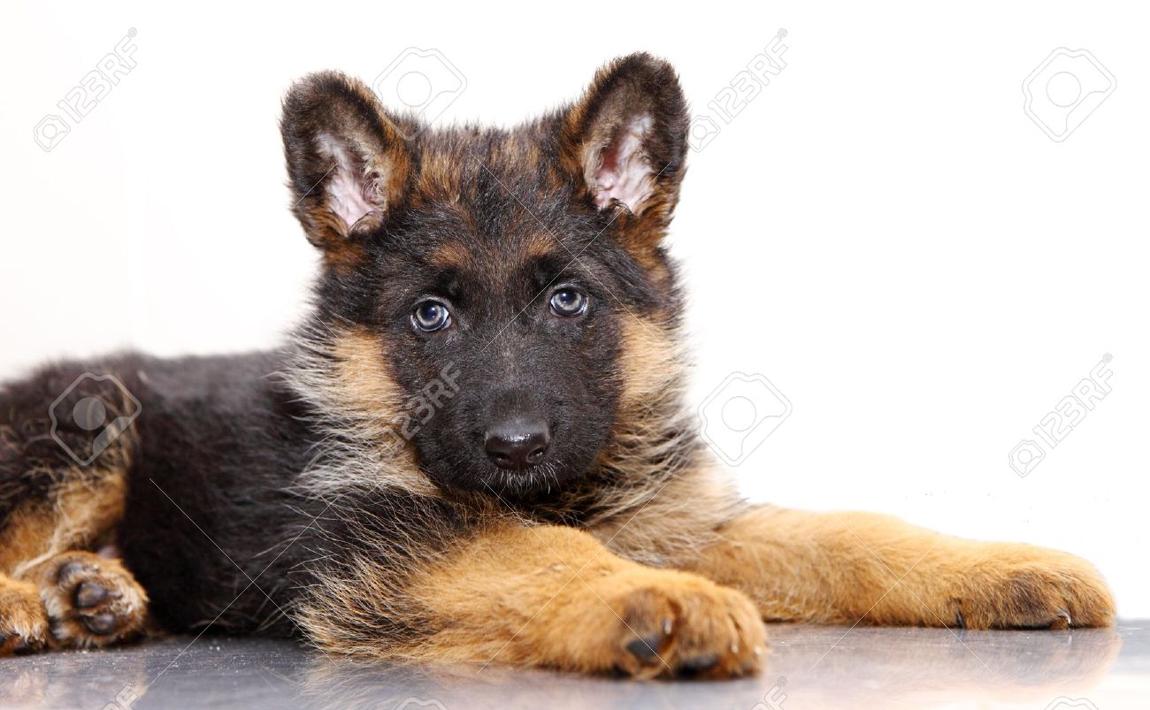 Chiot Berger Allemand 1 Mois Couche Sur Fond Blanc Banque D Images Et Photos Libres De Droits Image
