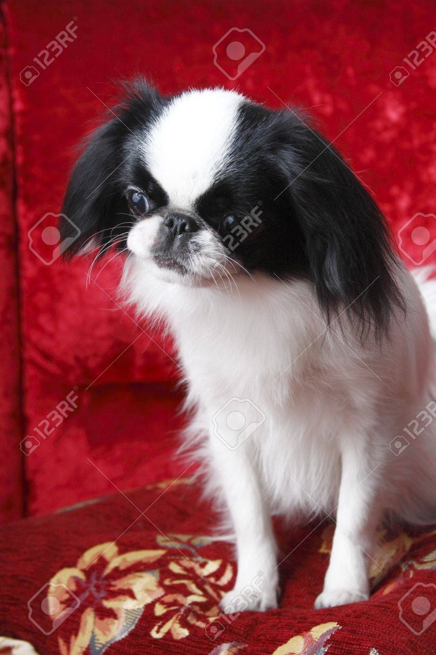 red japanese chin