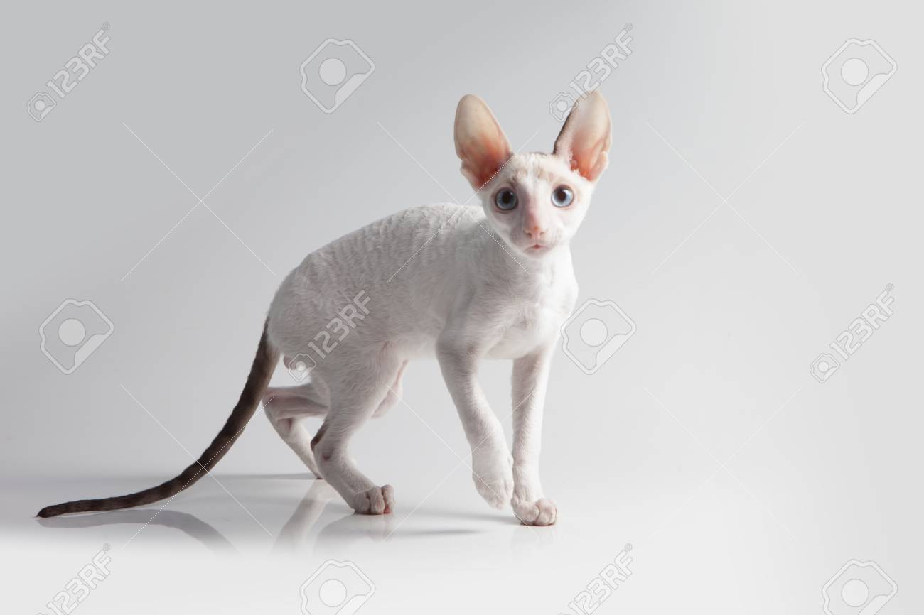 cornish rex adoption