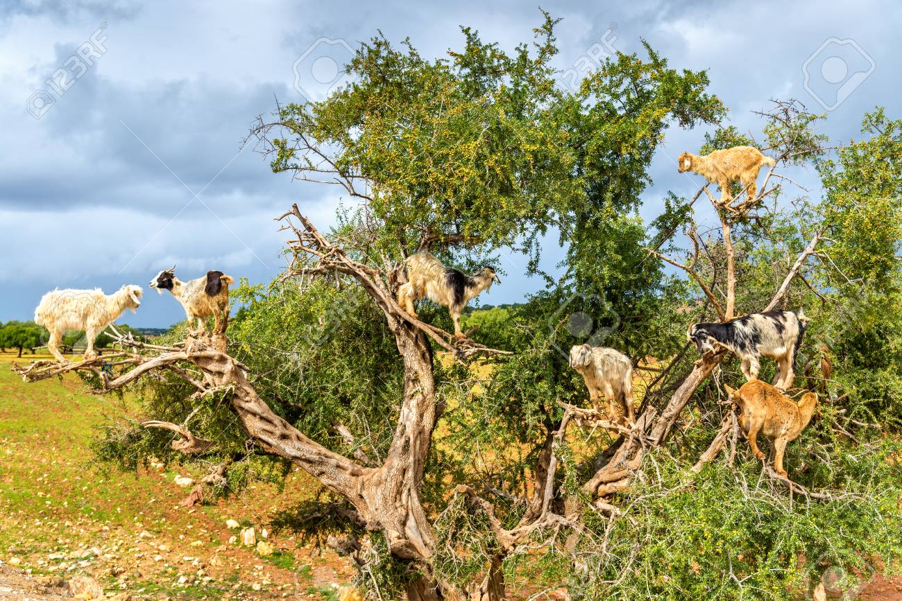Goats graze in an argan tree - Morocco - 74556045 Goats graze in an argan tree - Morocco - 74556045