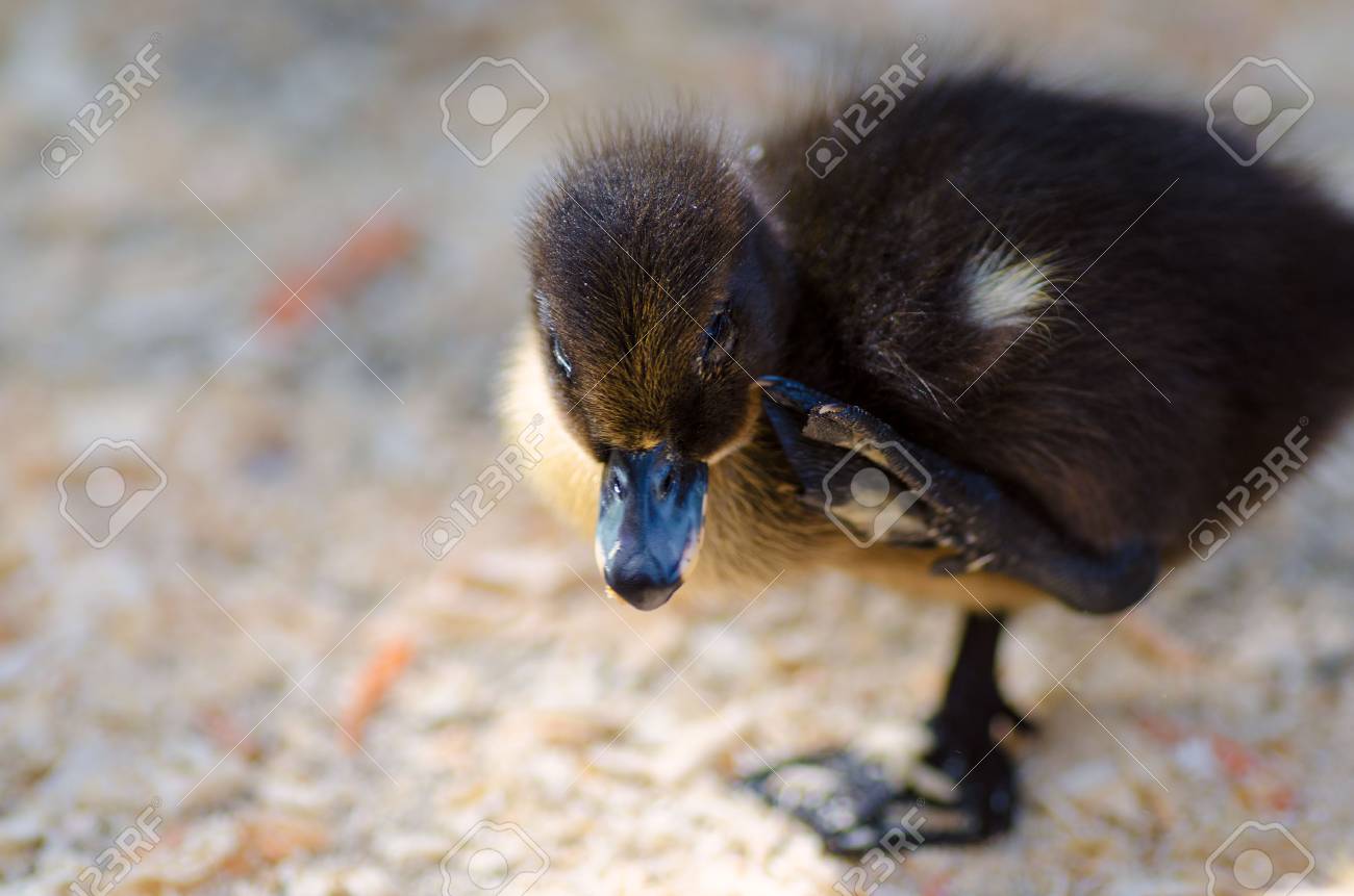 cute black fluffy duckling standing on one leg stock photo picture