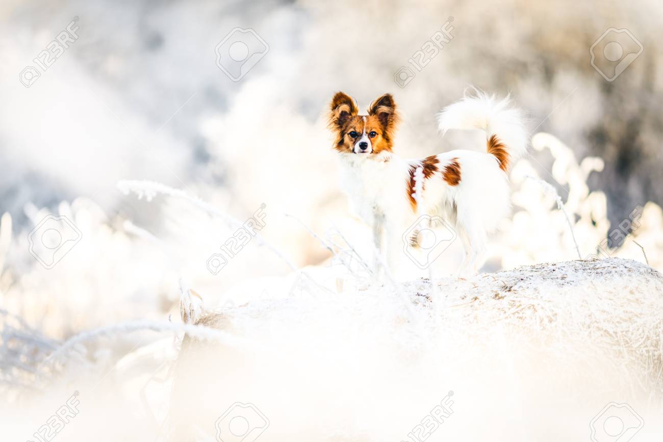 Papillon Dog Winter Portrait Stock Photo Picture And Royalty Free Image Image