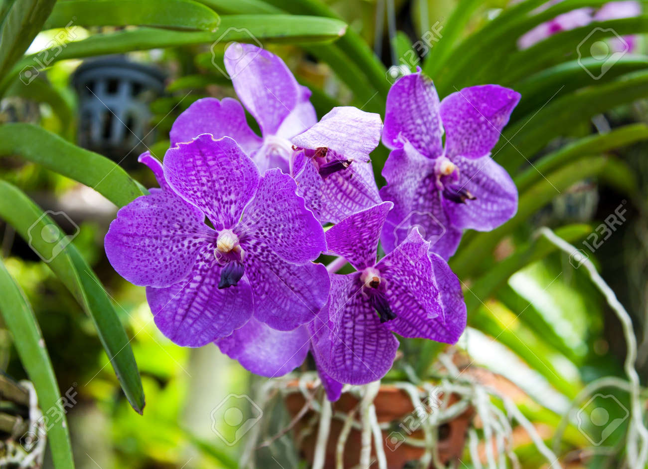 活気付く花エキゾチックな蘭バンダ夏シーズンのタイの庭で の写真素材 画像素材 Image