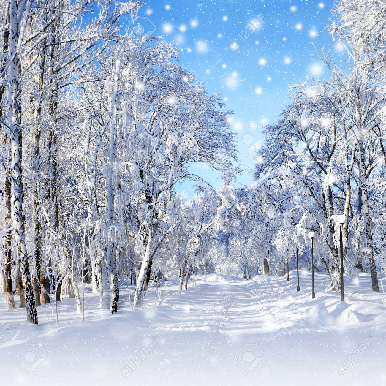 冬の公園 景色は 晴れた寒い日に木の吹雪 の写真素材 画像素材 Image 冬の公園 景色は 晴れた寒い日に木の吹雪 の写真素材 画像素材 Image