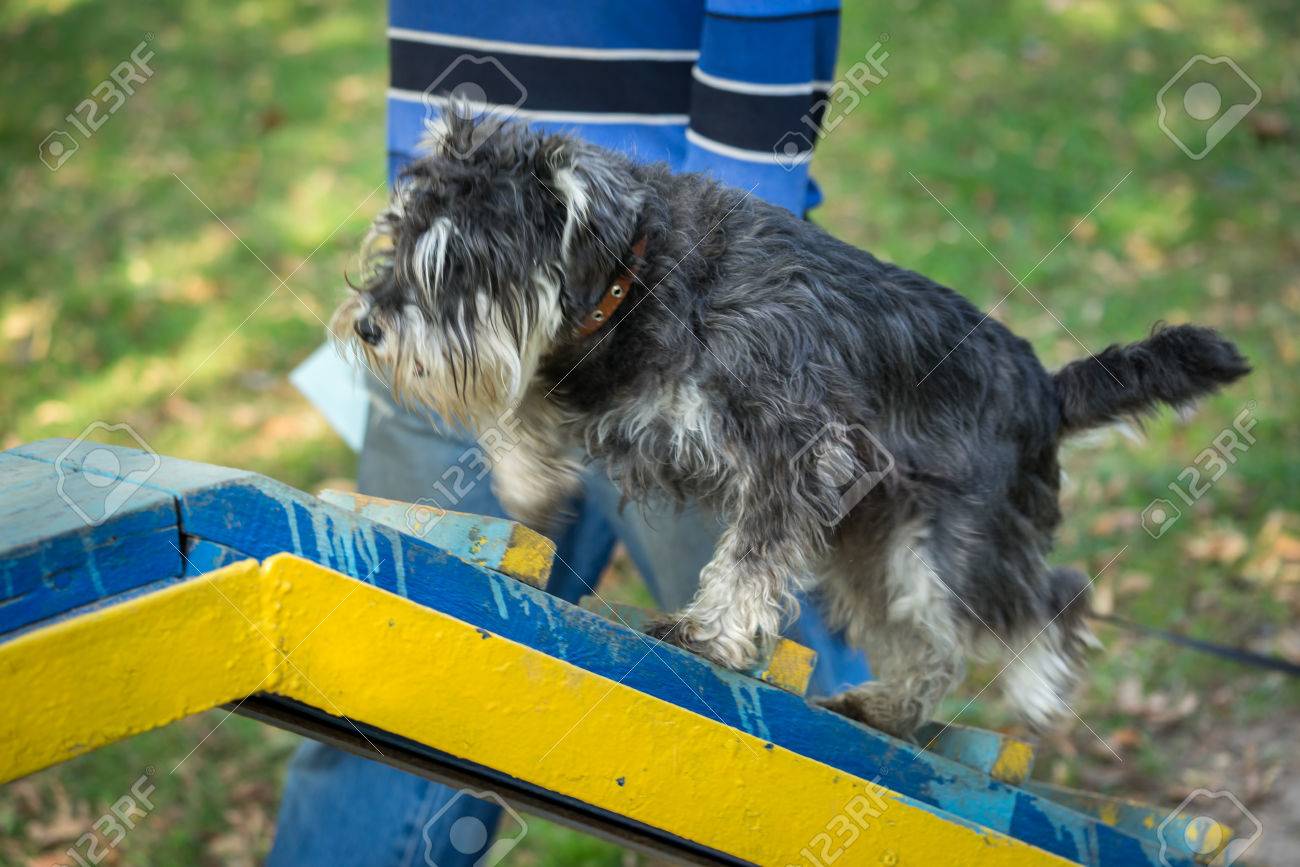 miniature schnauzer agility
