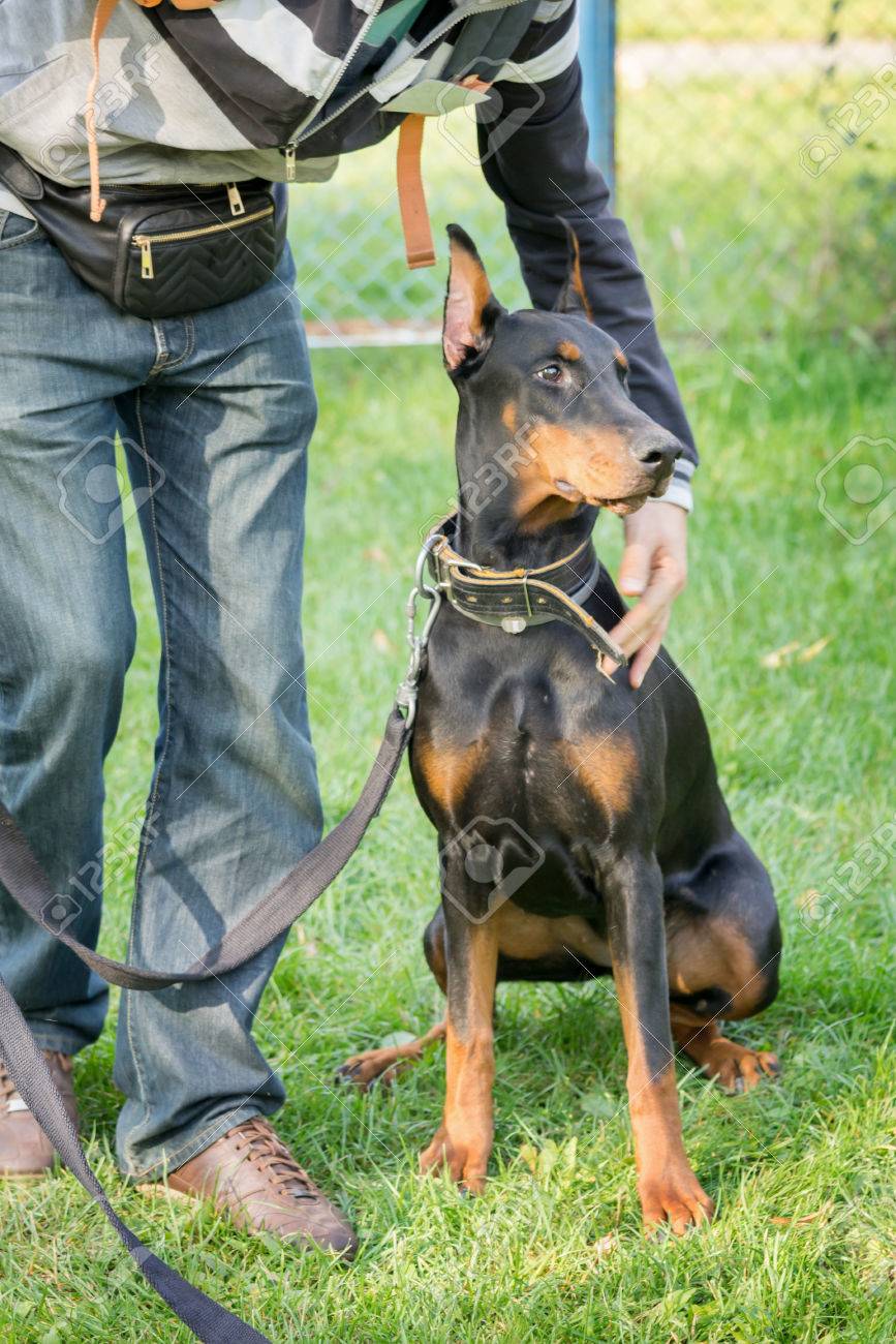 black doberman pinscher with