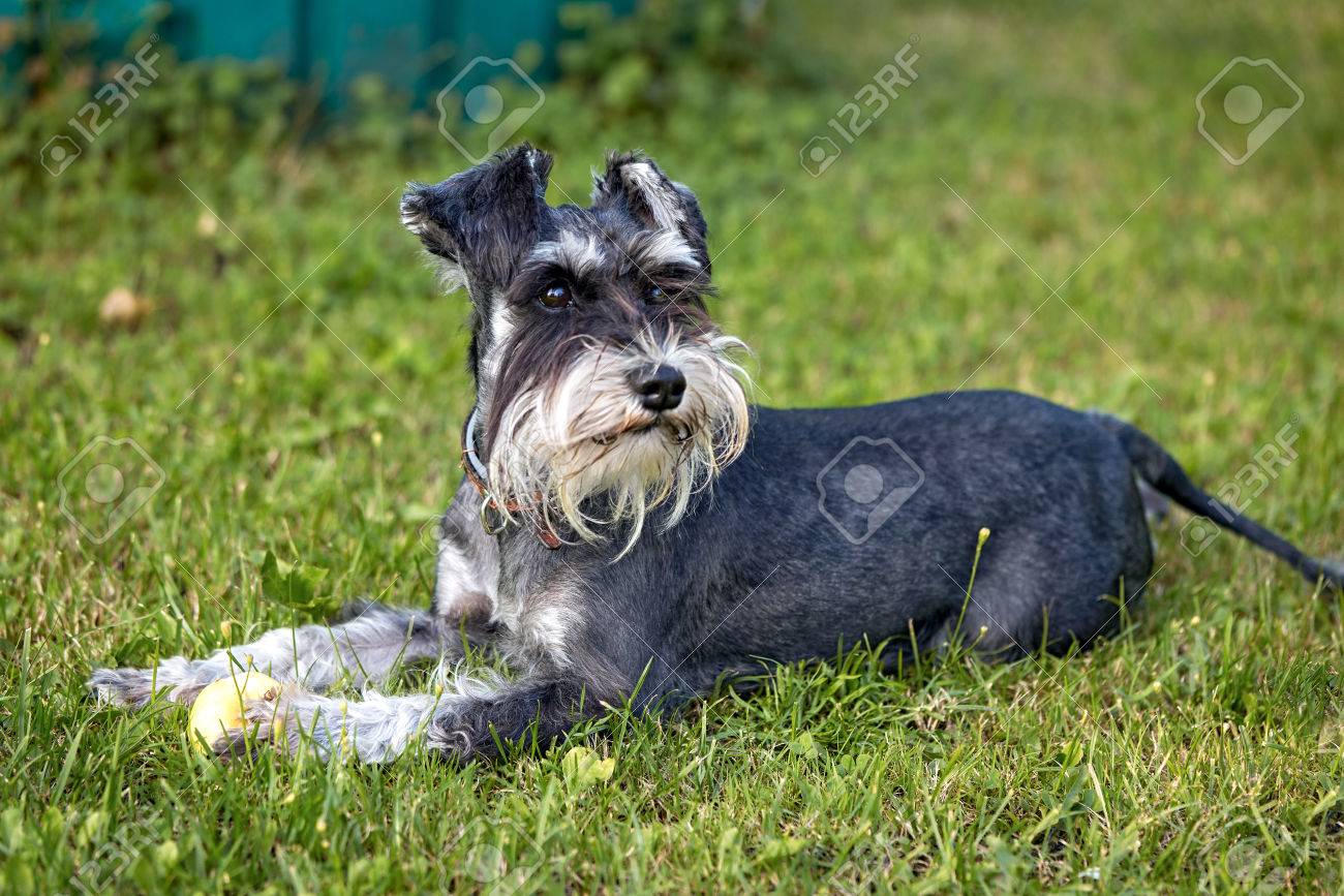 屋外に横たわってかわいいミニチュア シュナウザー の写真素材 画像素材 Image