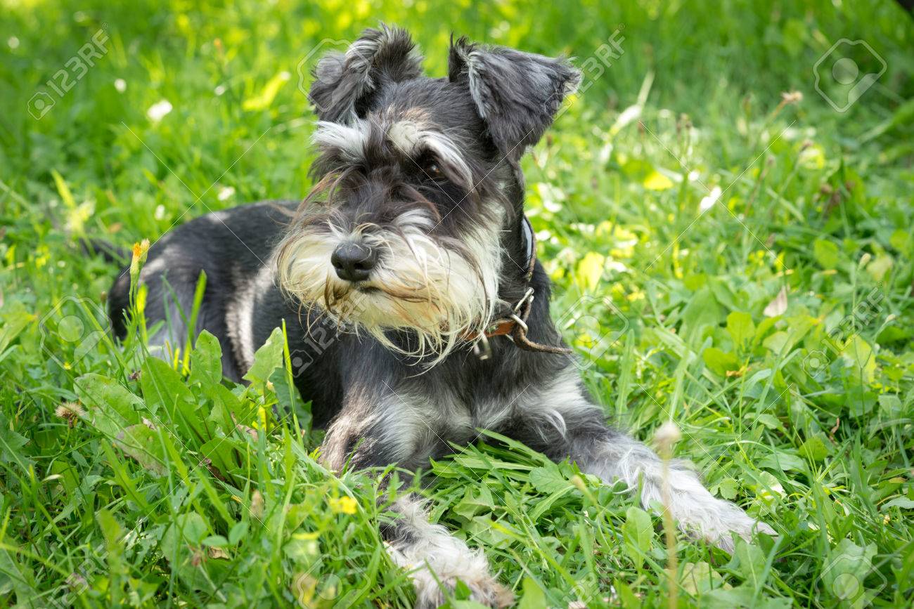 playmobil aquarium animals