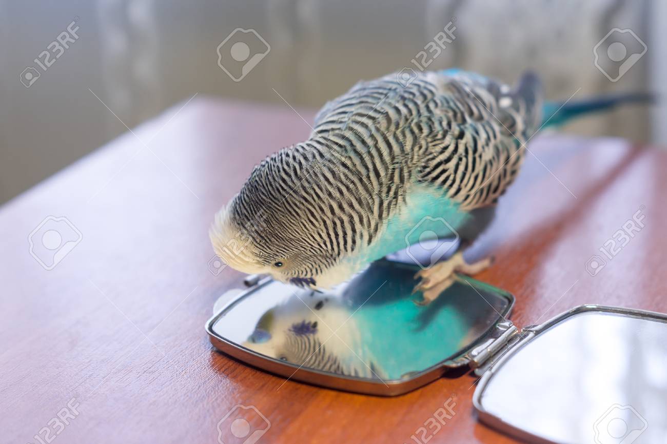 budgie mirror