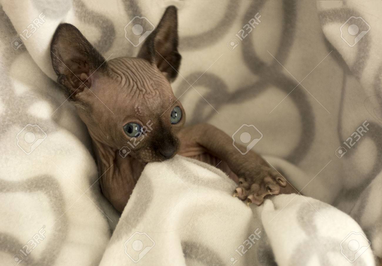 kitten biting blanket
