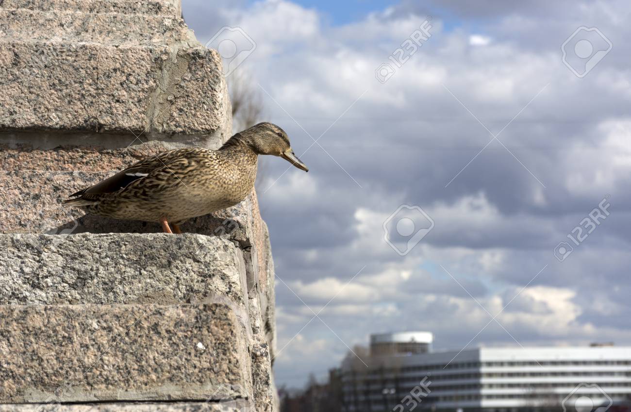 Passaro Pato Feminino Em Pe Na Escadaria De Pedra E Olha Para Baixo Sobre O Fundo Do Ceu Azul Com Nuvens Edificio Animal Fotos Retratos Imagenes Y Fotografia De Archivo Libres De