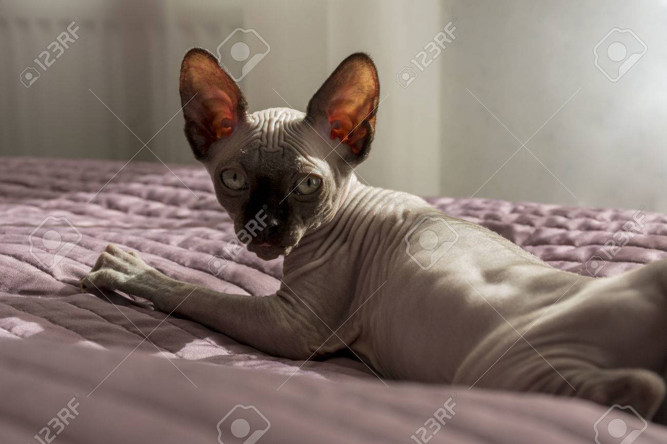 sphynx cat bed