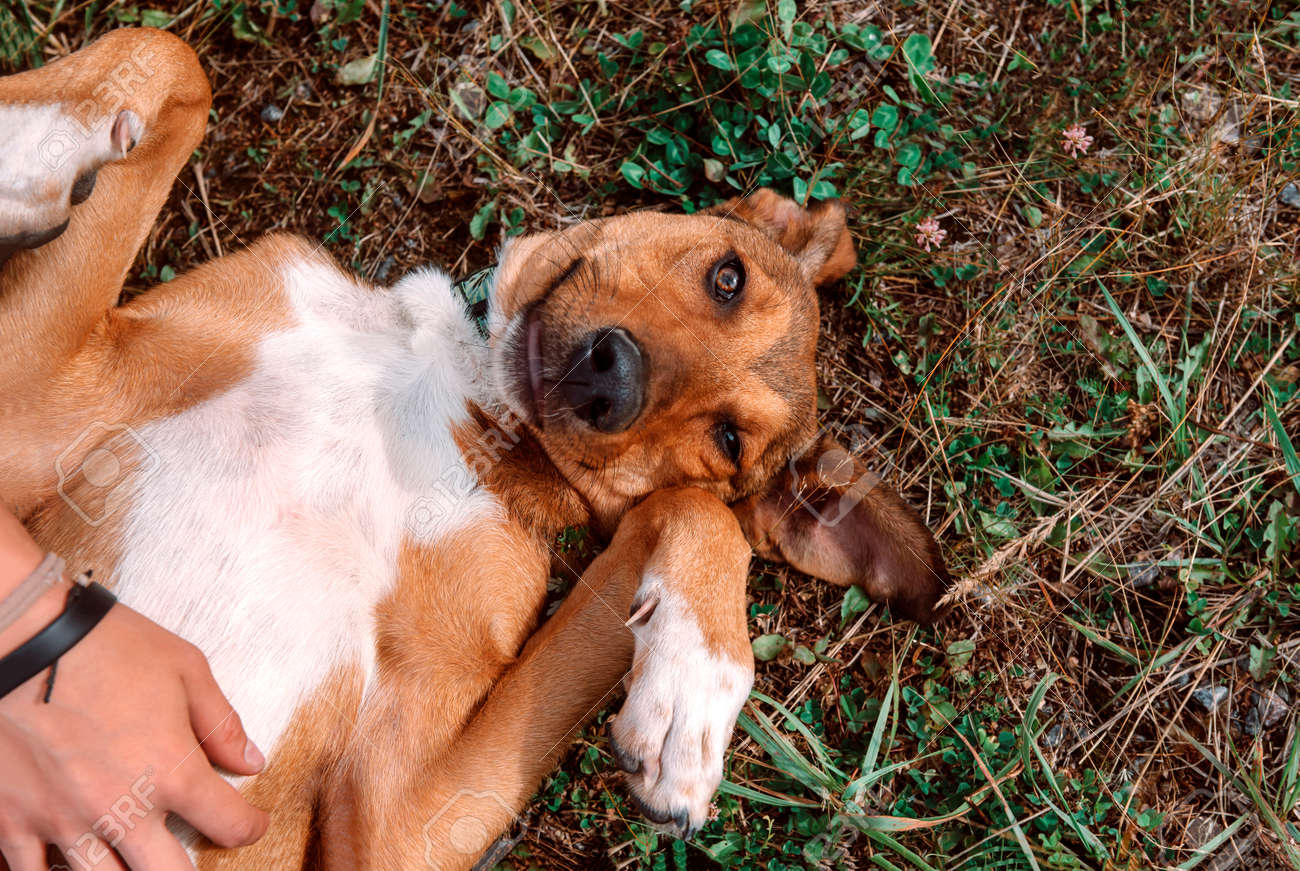 smiley face dog muzzle