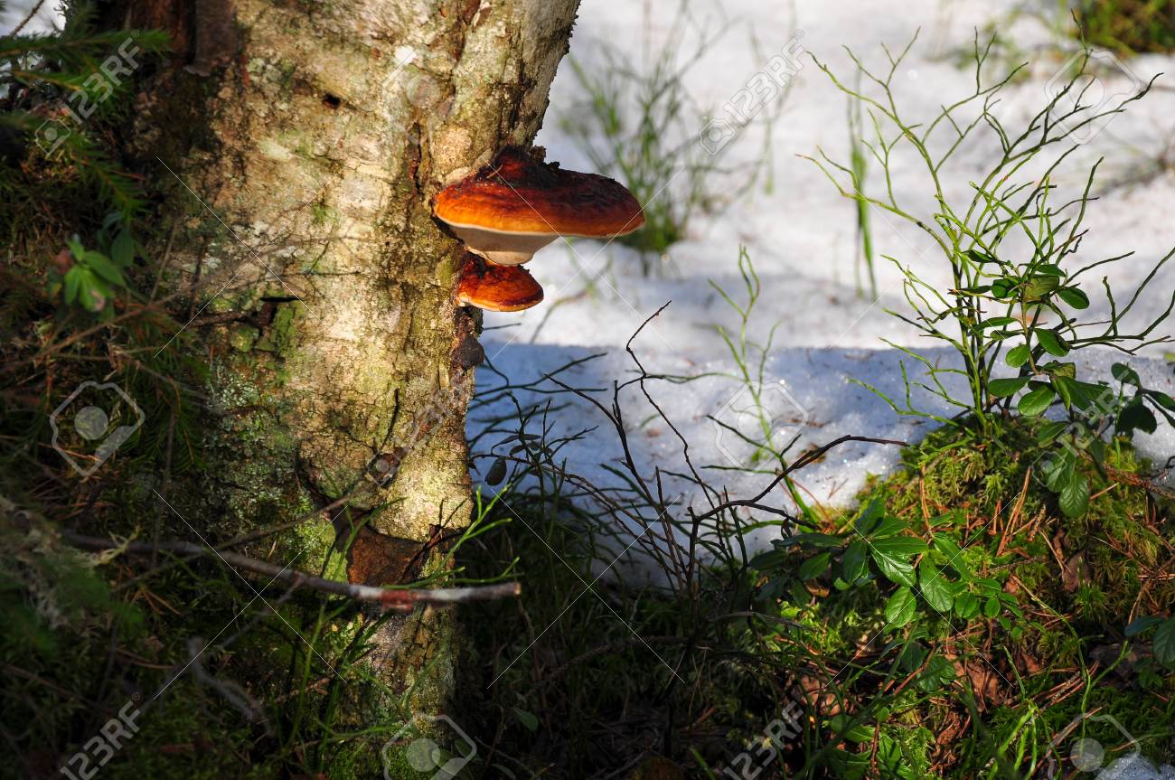 tinder fungus growing on