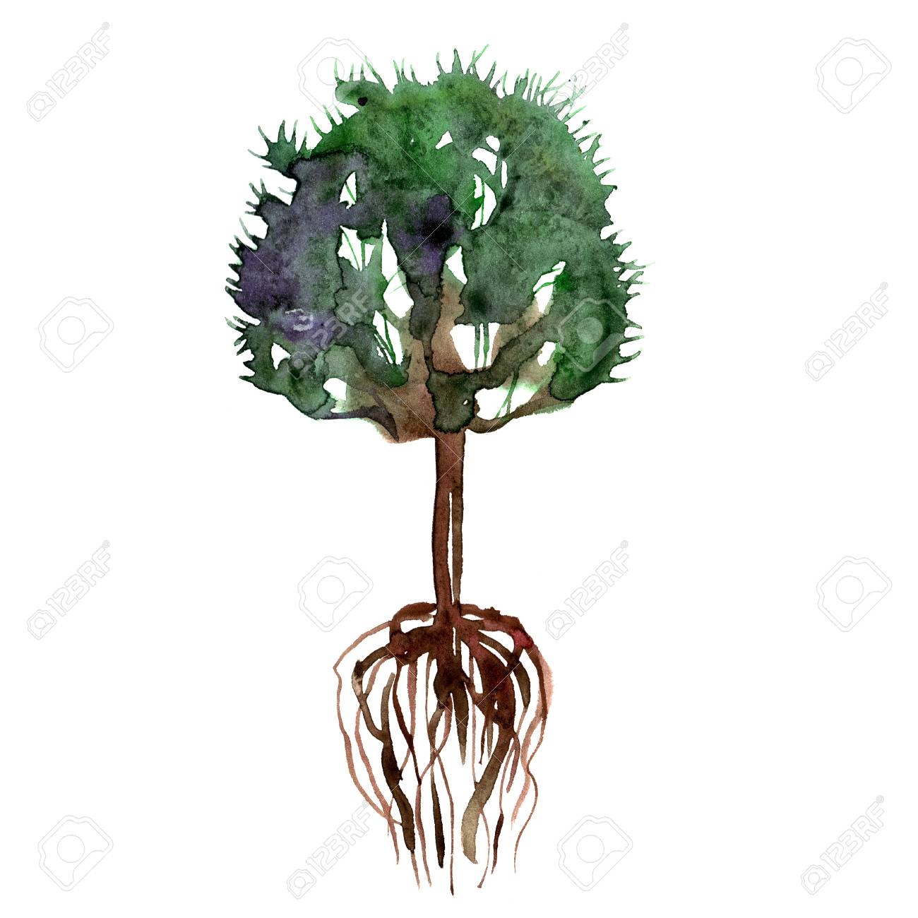 Watercolor Hand Painted Green Summer Tree And Roots Stock Photo Picture And Royalty Free Image Image 83689196