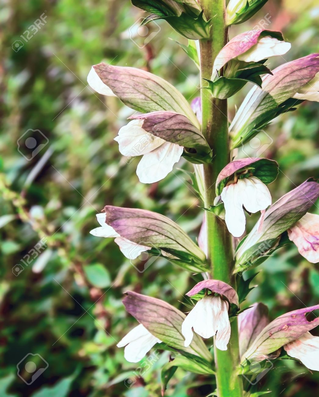 Acanthus Mollis Baren Breech Acanthus Balcanicus Blute Acanthus Blume Bar Rohmaterial Acanthus Hungaricus Lizenzfreie Fotos Bilder Und Stock Fotografie Image 58594687