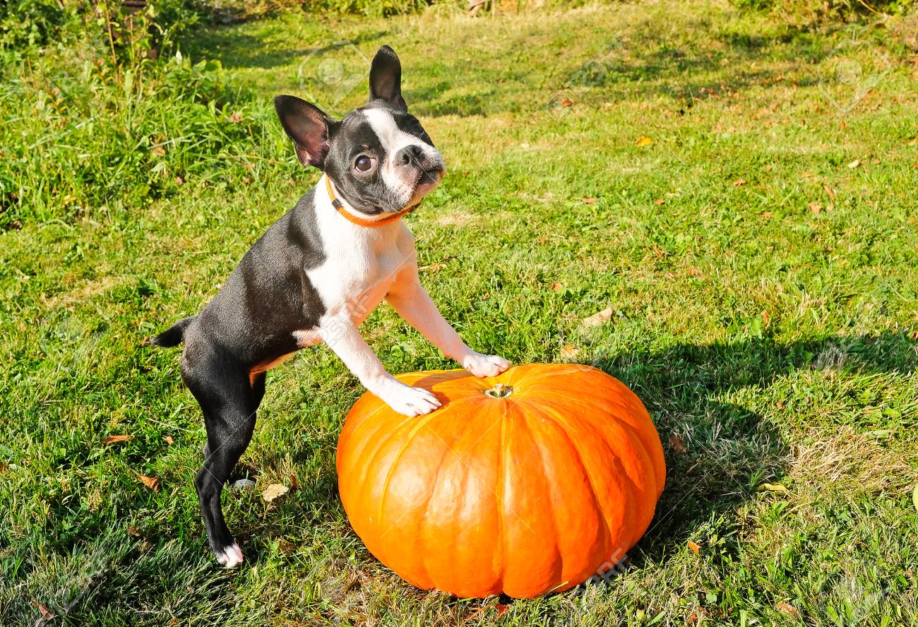 orange boston terrier
