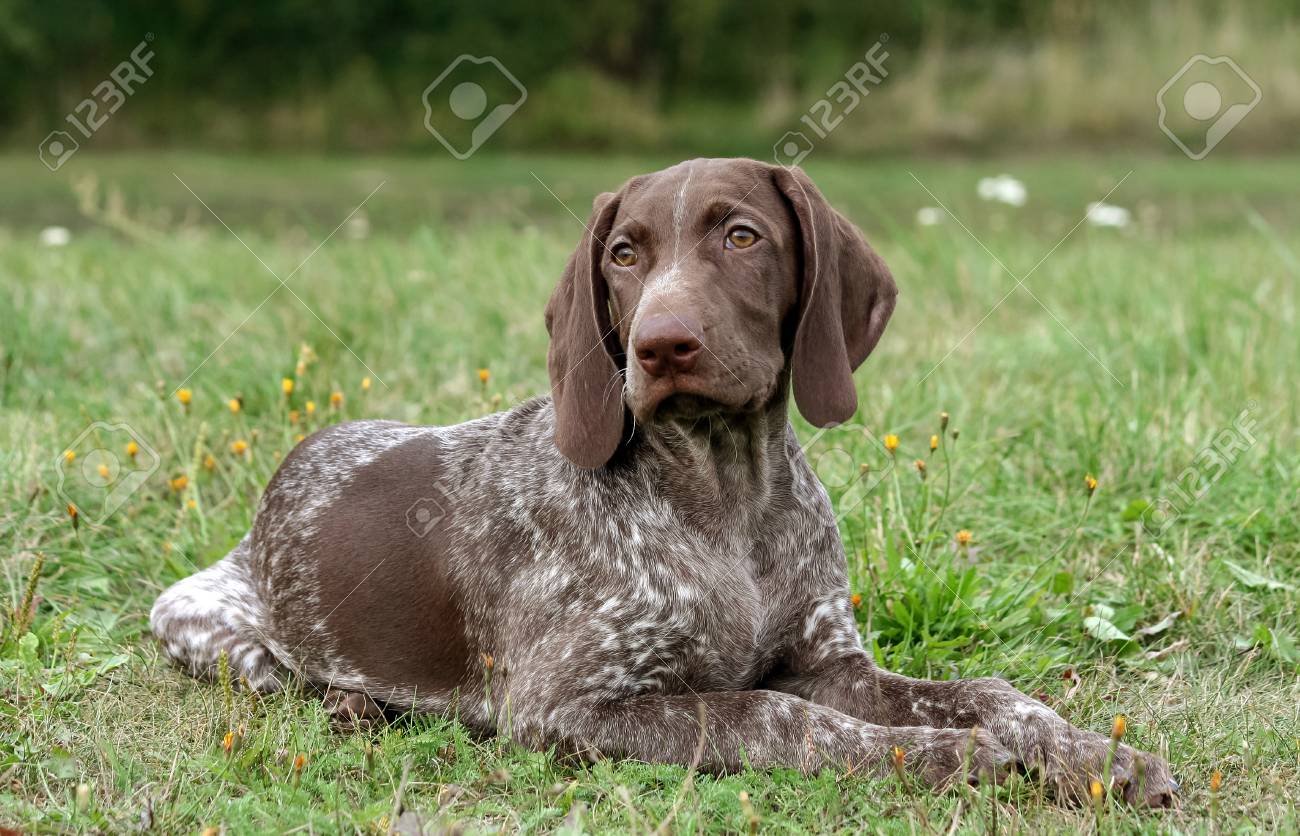 German Shorthaired Pointer, German 