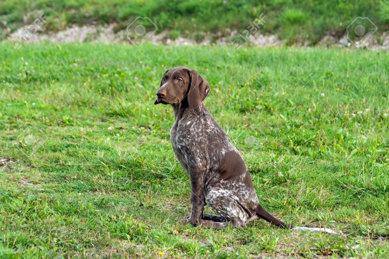 German Shorthaired Pointer Kurtshaar One Brown Spotted Puppy