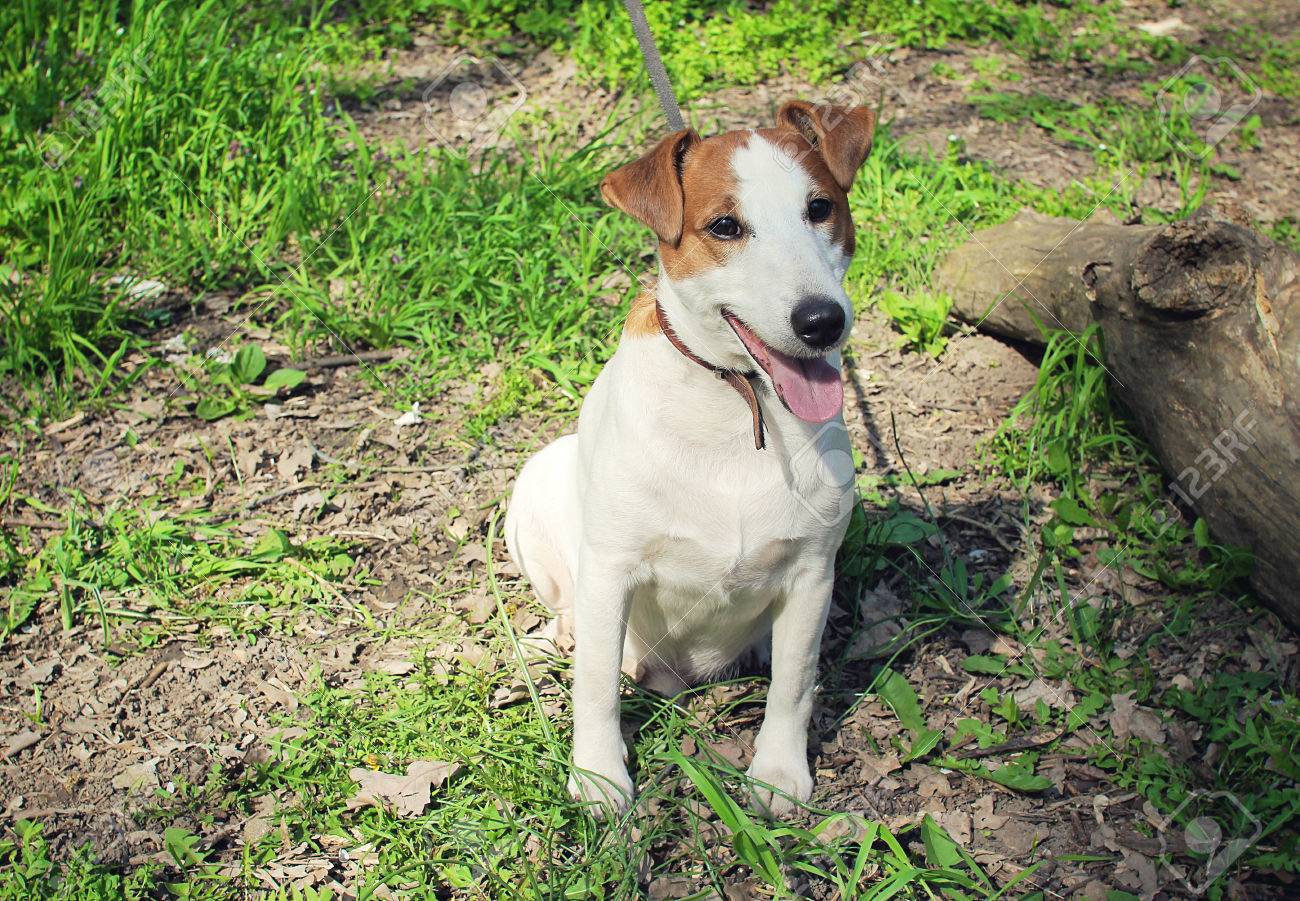 Smooth Haired Fox Terrier Sitting On The Grass Stock Photo