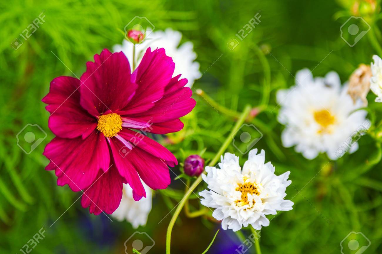 Belles Fleurs De Cosmos Décoratifs Pourpres Et Blancs Dans Le Jardin Cosmos Bipinnatus Hybride Appelé Double Click