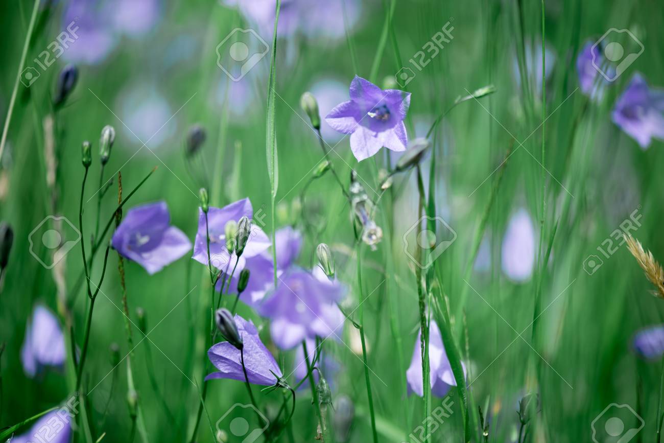 夏の風景 高い緑の草と鐘の藤色の花 の写真素材 画像素材 Image