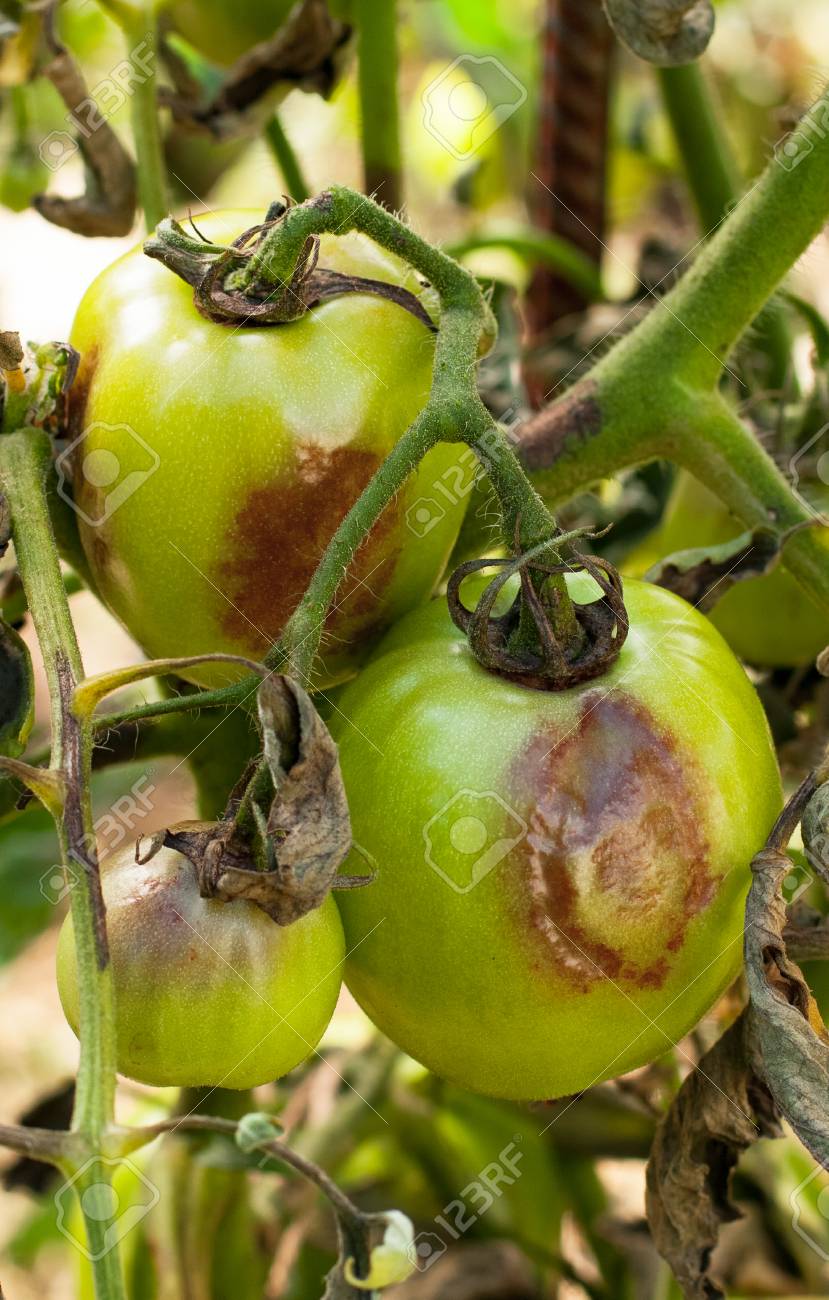 Disease of tomatoes. How to deal with phytophthora on tomatoes Disease of tomatoes. How to deal with phytophthora on tomatoes