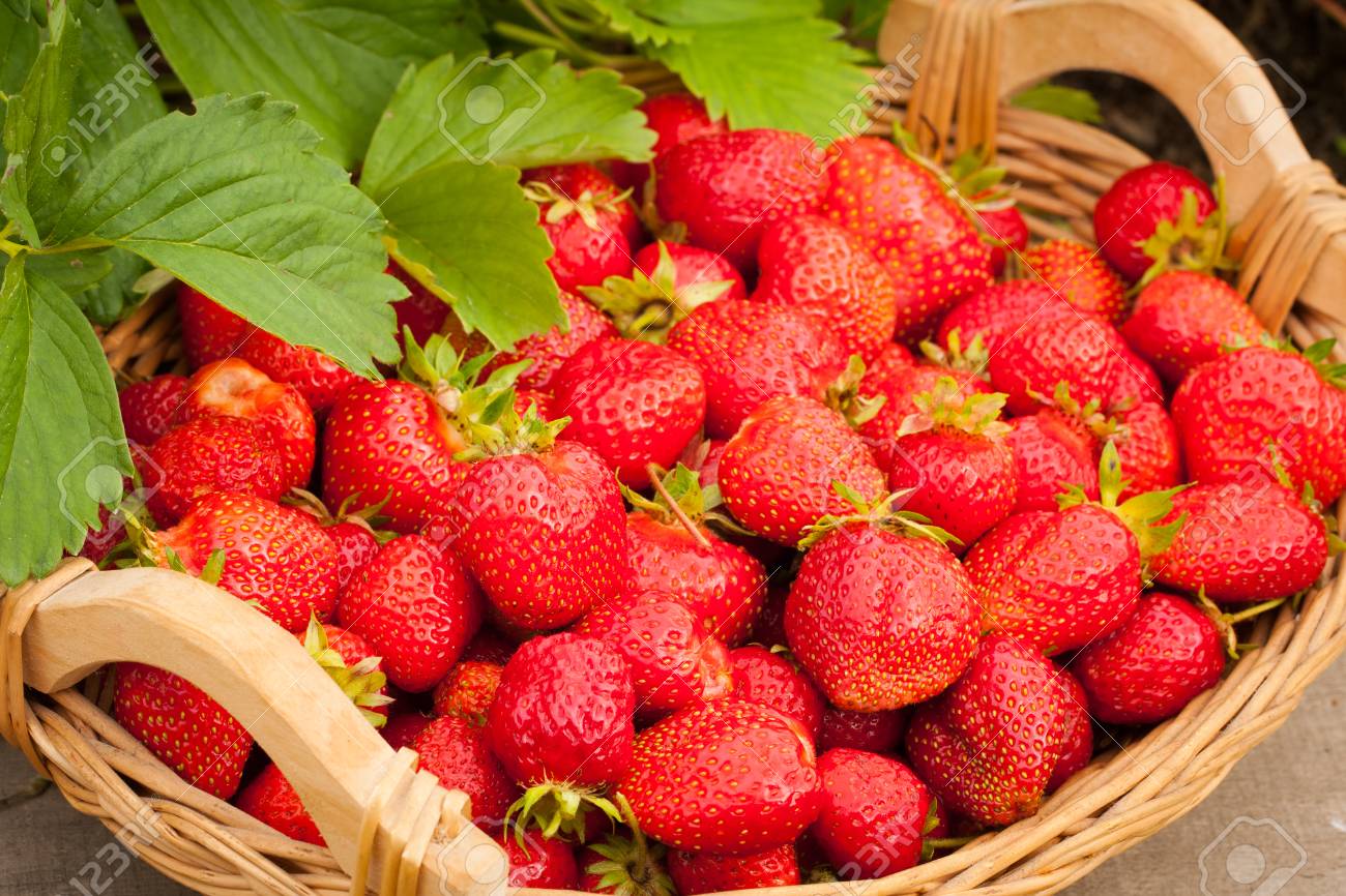 What is useful strawberries 14 What is useful strawberries 6