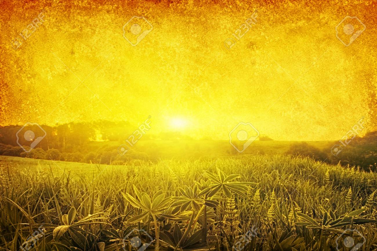 grass field sunset wheat grunge image of grass field at sunset stock photo 12747345 image of grass field at sunset photo picture and grass field sunset wheat grunge image of grass field at sunset stock photo 12747345 image of grass field at sunset photo picture and