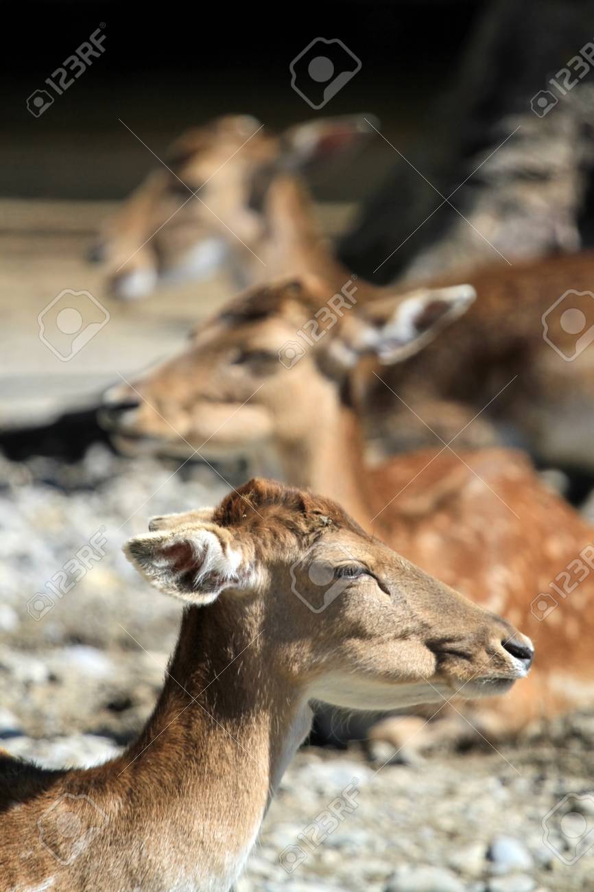 etiam-dictum-ipsum-a-felis