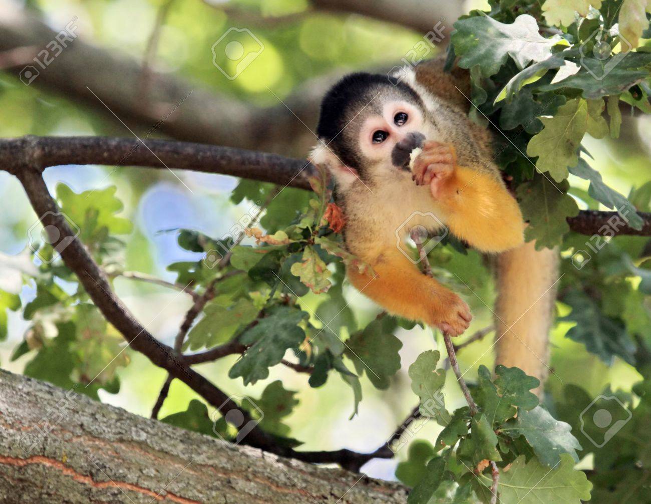 etiam-dictum-ipsum-a-felis