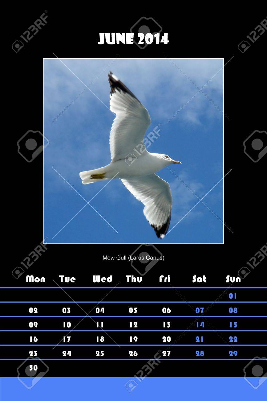 黒の背景 Mew カモメ Larus Canus 画像で 14 年 6 月のカラフルな英語カレンダー の写真素材 画像素材 Image