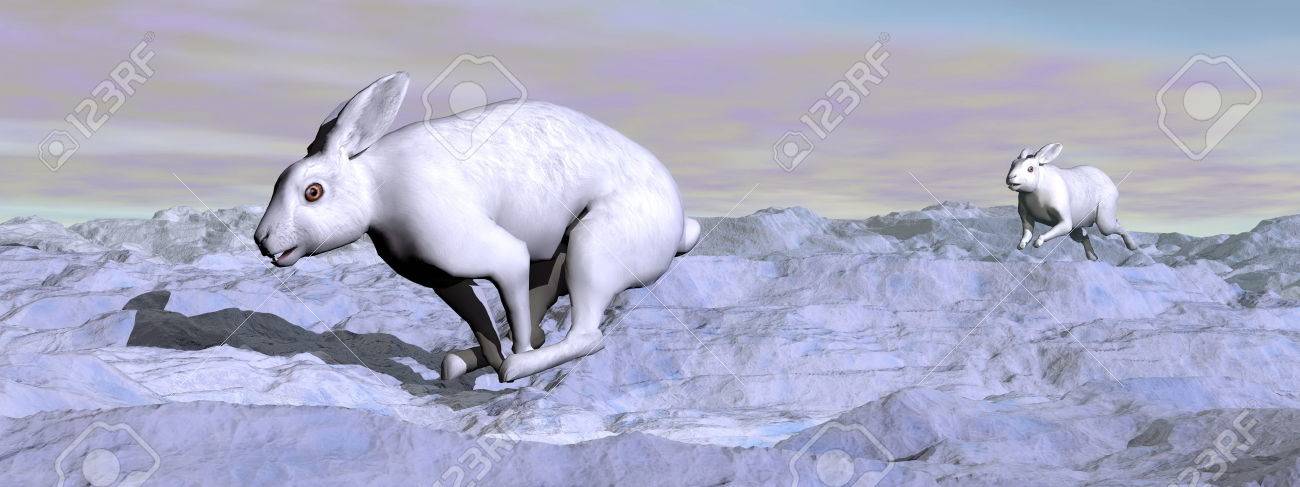 夜 山雪で実行される 2 つの素敵な北極ウサギ の写真素材 画像素材 Image