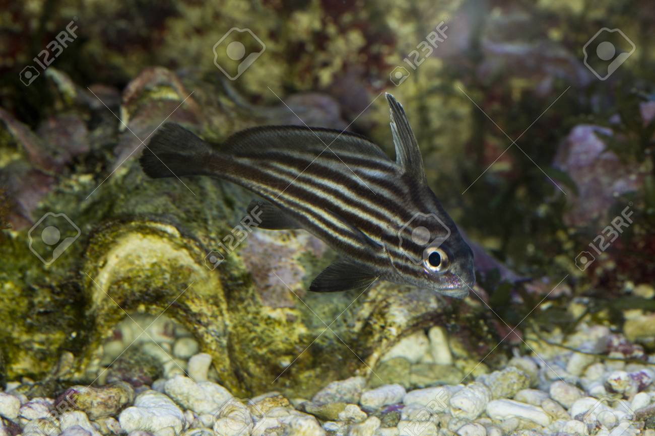 Fish drum striped Hot images Fish drum striped