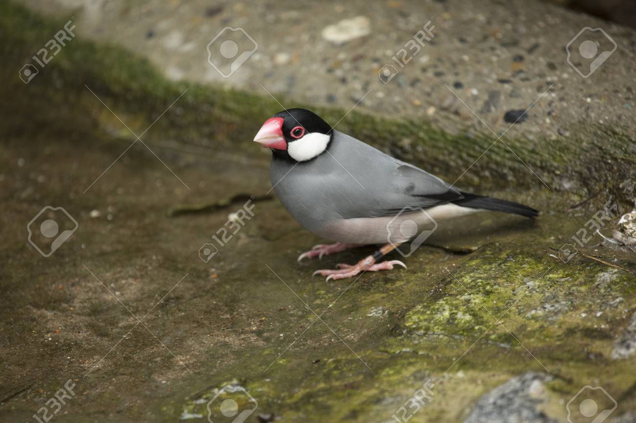 etiam-dictum-ipsum-a-felis