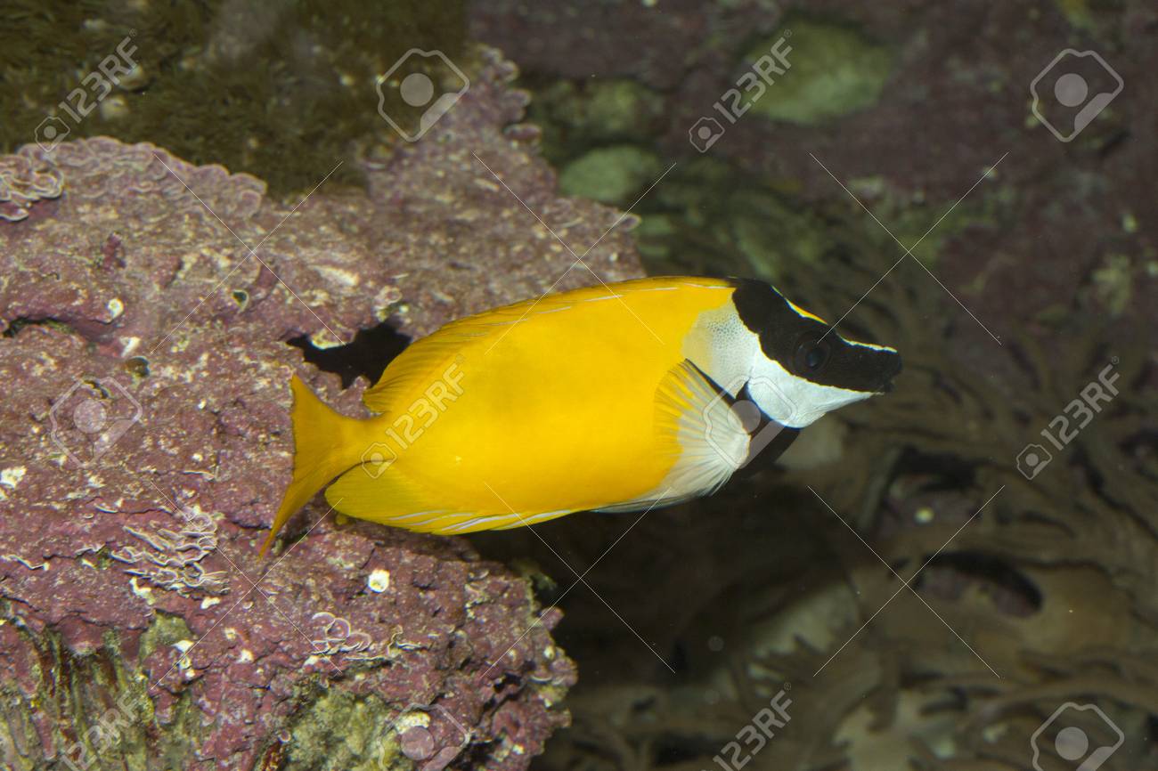 foxface rabbitfish siganus vulpinus stock photo picture and