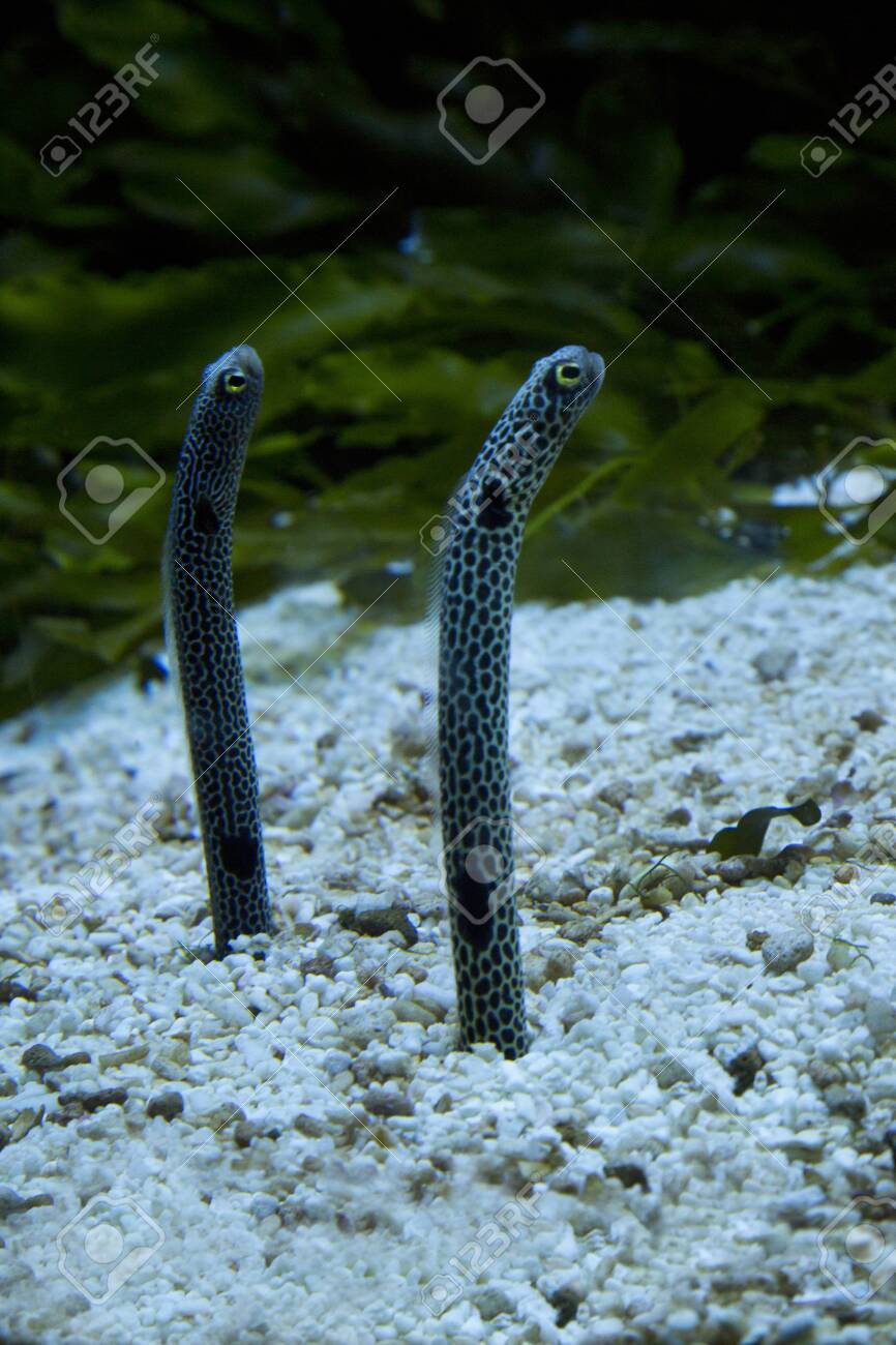 Spotted garden eel (Heteroconger hassi).