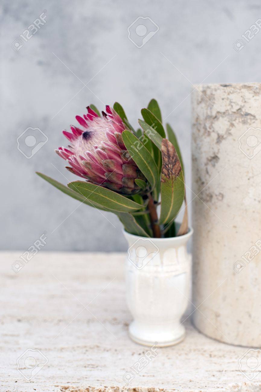 Still life photograph of a Protea flower in the studio. - 8216477 Still life photograph of a Protea flower in the studio. - 8216477