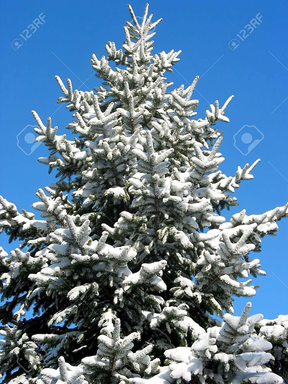 Winter fir covered with fresh snow on the background on bright blue sky - 352464 Winter fir covered with fresh snow on the background on bright blue sky - 352464