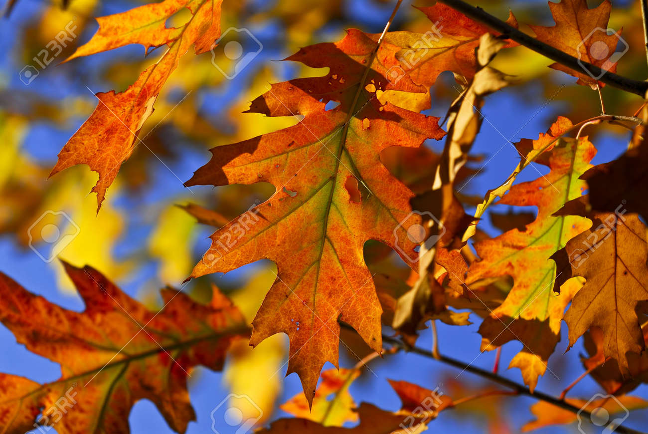 Image result for oak leaves images