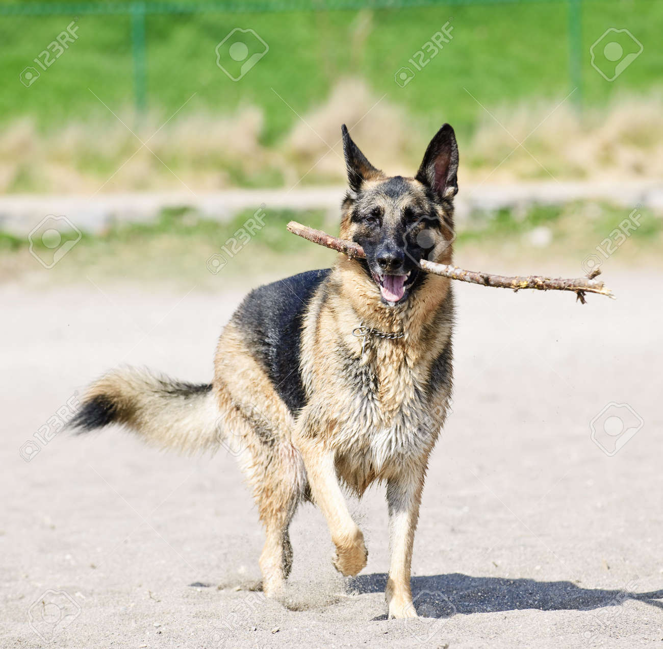 dog fetch stick