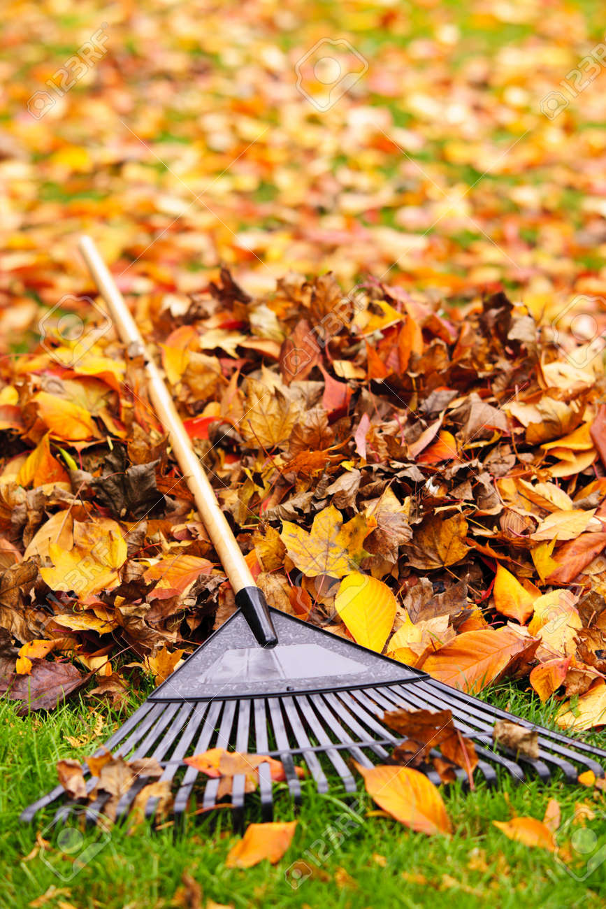 Pile of fall leaves with fan rake on lawn - 16419295 Pile of fall leaves with fan rake on lawn - 16419295