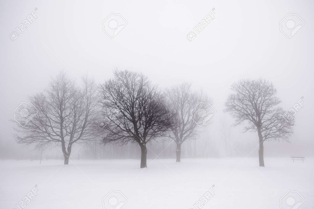 葉のない木で霧の冬景色 の写真素材 画像素材 Image 葉のない木で霧の冬景色 の写真素材 画像素材 Image