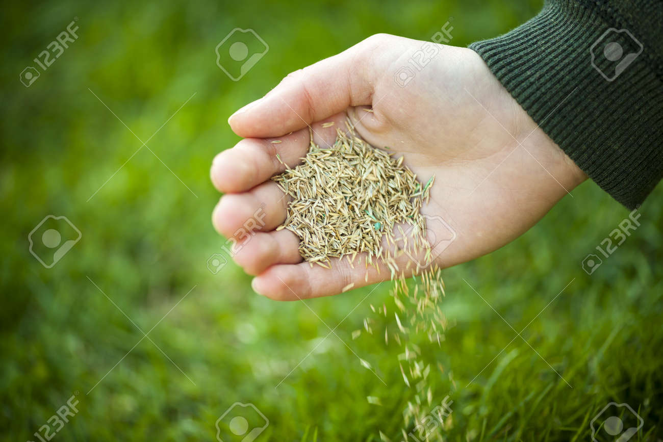 hand planting grass seed for overseeding green lawn care stock photo on hand lawn care
