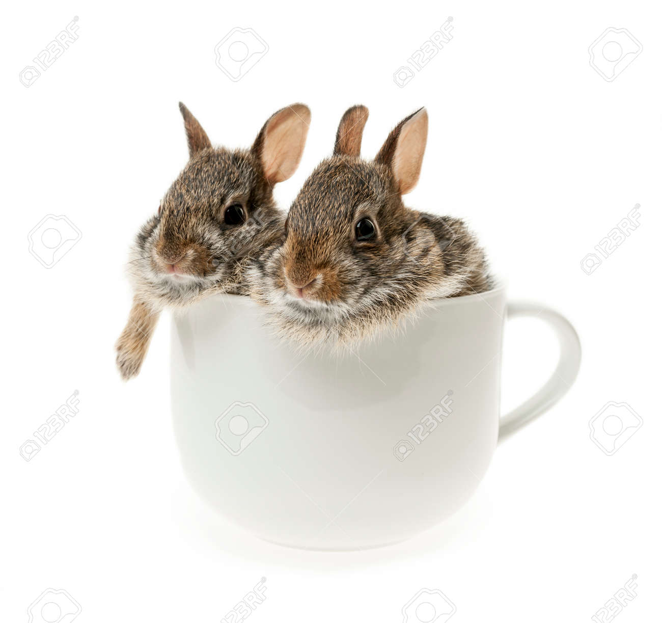 Deux Sauvages Lapins A Queue Blanche De Bebe Dans La Tasse De Cafe Isole Sur Fond Blanc Banque D Images Et Photos Libres De Droits Image