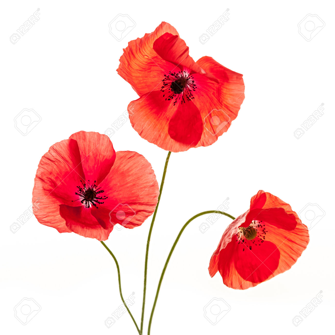 Image result for flowers against white background"