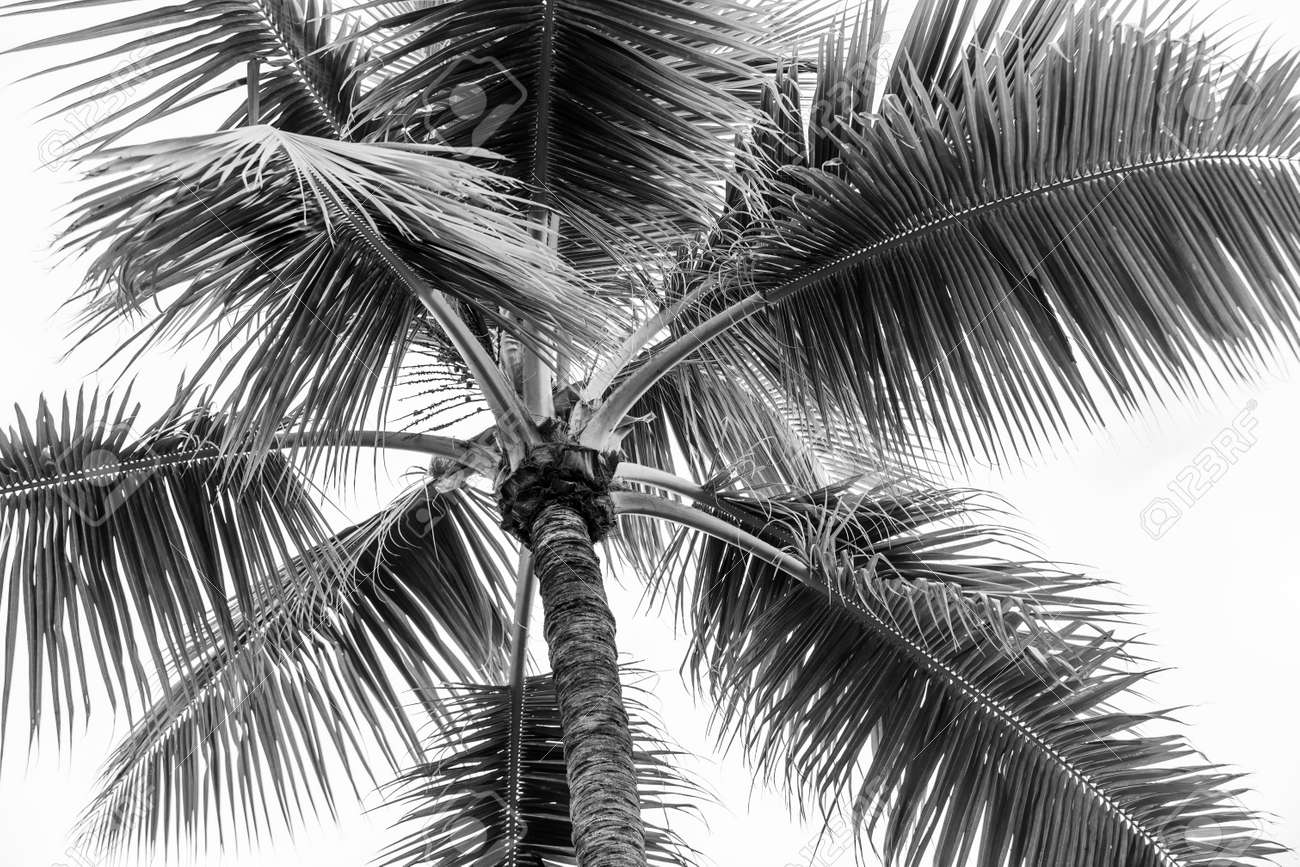 Top of palm tree on cloudy sky background in black and white - 48629789 Top of palm tree on cloudy sky background in black and white - 48629789