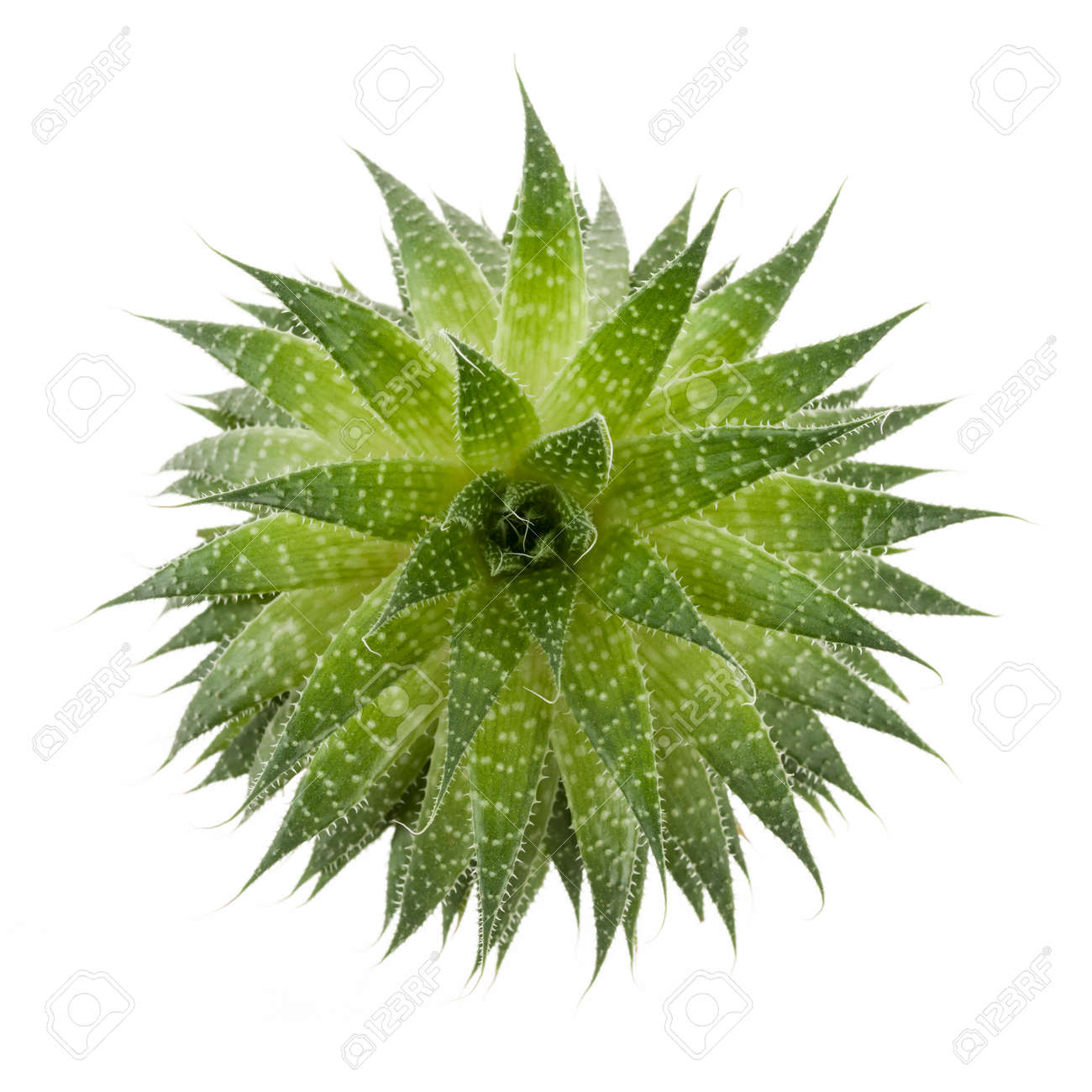 Aloe Vera Plantes D\'intérieur Succulentes D\'isolé Sur Fond Blanc ... Aloe Vera Plantes D\'intérieur Succulentes D\'isolé Sur Fond Blanc ...