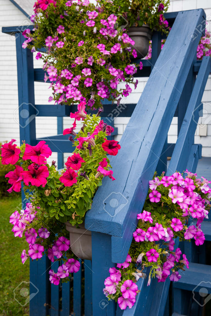 Flores Rosadas Y Rojas De La Petunia En Las Cestas Colgantes Que Adornan El Pórtico Azul De Una Casa. Buenaventura, Península De Gaspe, Quebec, Canadá. Fotos, Retratos, Imágenes Y Fotografía De